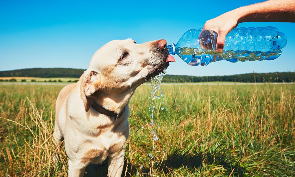 The Importance of Keeping Your Pets Cool in the Summer